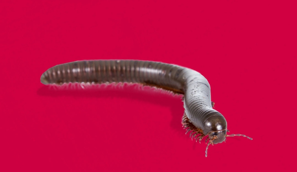 Murray Pest Control - Stepney, SA