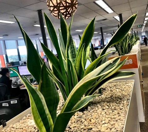 Jindalee Indoor Plant Service - Edgeworth, NSW