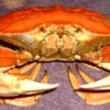 Michelle's Crab Snares gallery