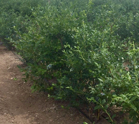 Blueberry Hill Farms & Nursery - Clinton, NY