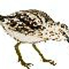 Sandpiper Import Service gallery