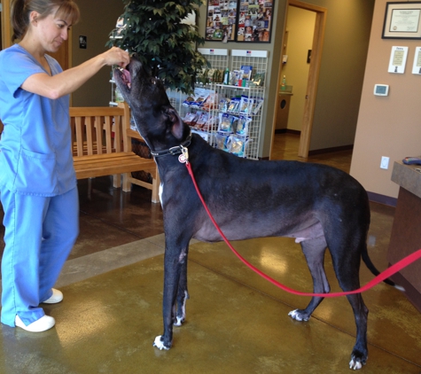 Animal Hospital At Auburn Hills - Wichita, KS