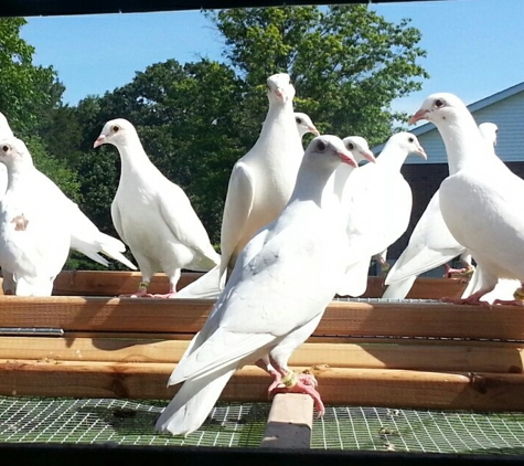 St Louis Doves Release Company - Moscow Mills, MO. Hanging out at home St Louis Doves Release Company