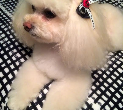 Pawllywood Grooming - Cherry Hill, NJ