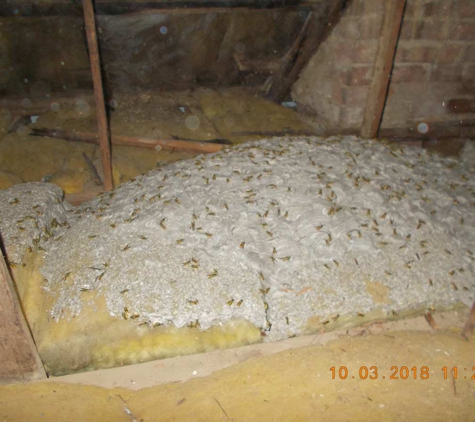 Orange Pest Control Services - Orange, NSW