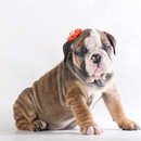 Puppylovesales - Pet Services