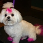 The Paw Spa Pet Salon & Boutique