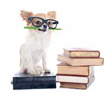 Peninsula Vet Care - Rye, VIC