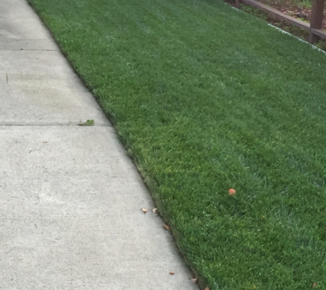 U-Save Sod - Hayward, CA. After 30 days still looking great