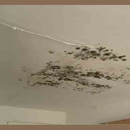 Absolute Disaster Control; - Mold Remediation