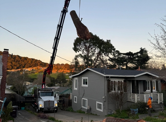 JMV Tree Service Corp - Hayward, CA