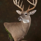 Antler Ridge Taxidermy, LLC.