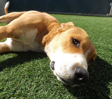 Creekside Pet Boarding - Arroyo Grande, CA. Dude, this is like, the best grass ever!