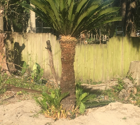 Florida Passion Fruit Vineyard llc - Orlando, FL. Sego Palm transplanted