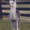 Dreamland Alpacas gallery