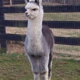 Dreamland Alpacas