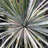 Cistus Nursery gallery