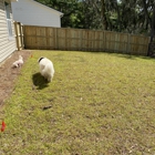 American Fence and Stain