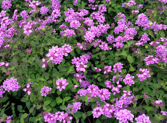 Buena Vista Nursery - Buena Park, CA. purple lantana