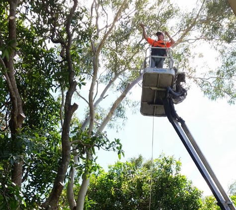 Wade's Tree Service - Andergrove, QLD. Tree Lopping Service With The Professionals Wades Tree Service