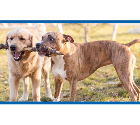 Kanwal Veterinary Hospital - Kanwal, NSW