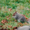 C & T Wildlife Control Exclusion gallery