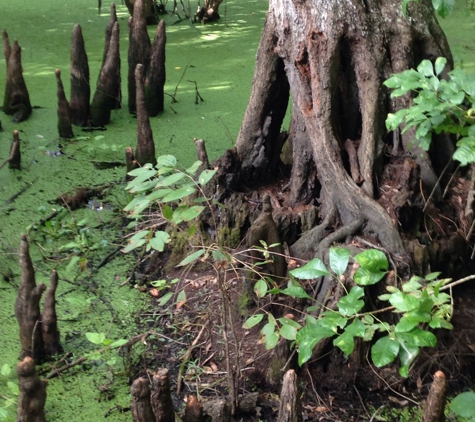 Lettuce Lake Regional Park - Tampa, FL