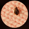 Sleeptite Thermal Bedbug Extermination, LLC gallery