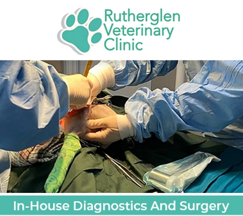 Rutherglen Veterinary Clinic - Rutherglen, VIC. In-House Diagnostics And Surgery