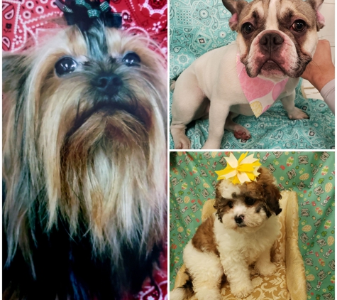 Anna's Pet Grooming - Norwalk, CA