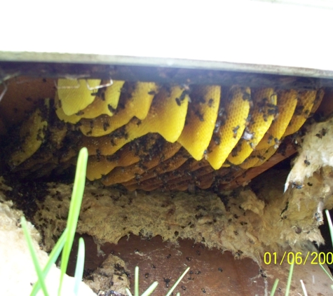 Affordable Bee Removal Service - Fort Pierce, FL