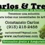 Carlos & Trees