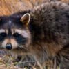 On Point Wildlife Removal gallery
