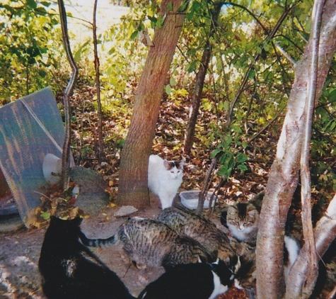 Picnic Cat Food Store - Rochester, NY