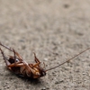 Arrow Pest Control Inc gallery