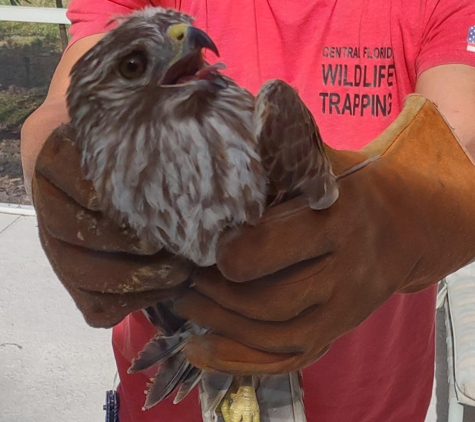 Central Florida Wildlife Trapping - Winter Park, FL