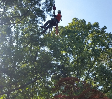 Chuck Holloway's Tree Care LLC - Drummonds, TN