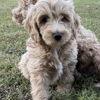 Knight Goldendoodles gallery