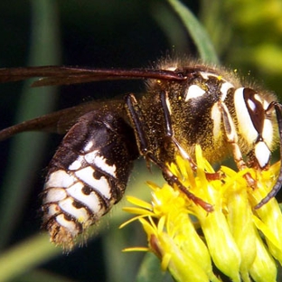 The Bee Hunter, Massachusetts - Natick, MA