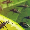 City Pest Control gallery