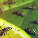 City Pest Control - Pest Control Equipment & Supplies