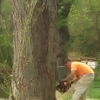 TNT Tree Service 40% off all Trees gallery