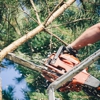 Rodriguez Bros Tree Service gallery