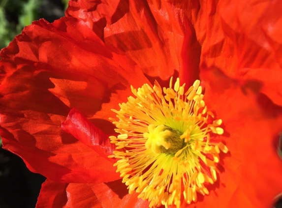 Golden Nursery - San Mateo, CA