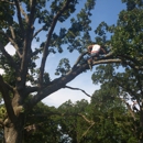 Most Wanted Tree Care - Arborists