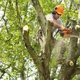 Collegeville Tree Service