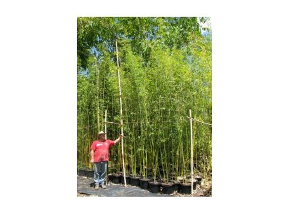 Bamboos Wholesale - Boreen Point, QLD