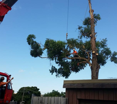 Plumb Trees - Croydon Park, NSW