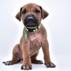 Rhodesian Ridgebacks of Texas gallery