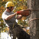 Chris Lewis Tree Surgery - Tree Service